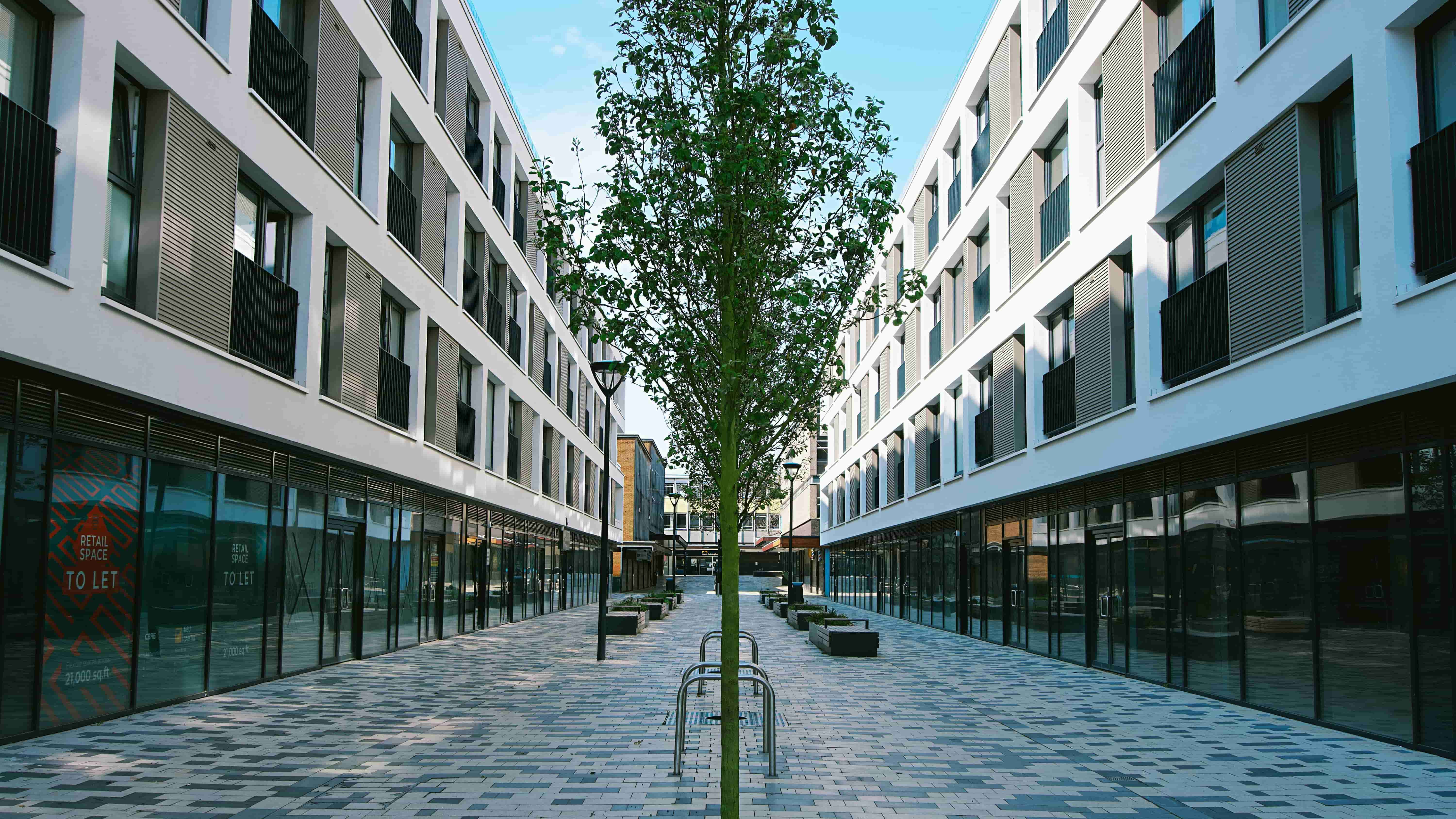 Green Tree on the Street